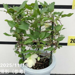 N}`Xi~炫jVzT WOx 6b04-PA