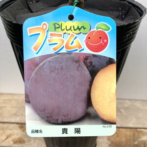 v W{XMz 5O|bgbʎ04-PA