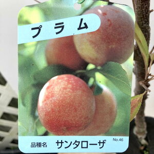 v T^[U 4O|bgbʎ04-PA