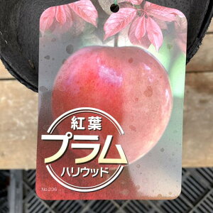 gtv nEbh 4O|bgbʎ04-PA