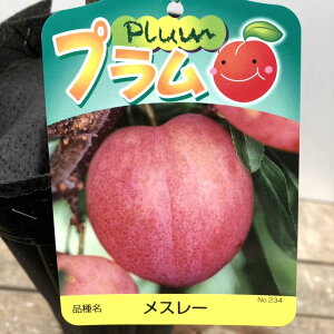 v X[ 4O|bg 1Nbʎ04-PA