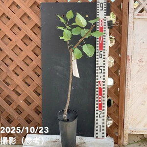 mAY Ђ܃Rbg 4O|bg PVPbʎ04-PA