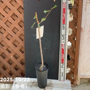 mAY jRjRbg 4O|bg PVPbʎ04-PA