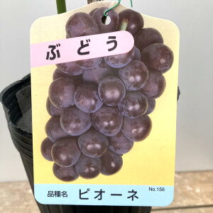 uhE sI[l 4O|bgbʎ04-PA