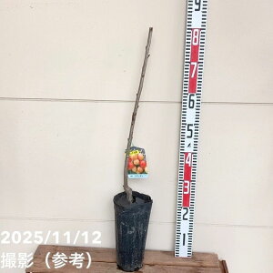 TN{ i|I 4O|bgbʎ04-PA