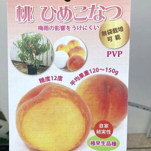  Ђ߂Ȃ 4O|bg PVPbʎ04-PA