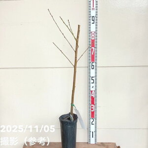  ȂƂ 5O|bg PVPbʎ04-PA