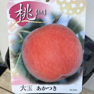  ʂ 4O|bg 1Nbʎ04-PA