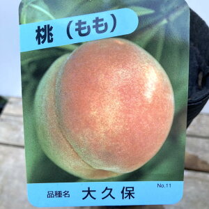 �� ��v�� 4�������O�|�b�g 1�N���b�ʎ�04-PA