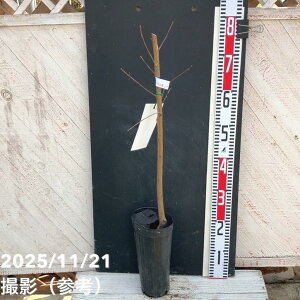 �� �쒆������ 4�������O�|�b�g 1�N���b�ʎ�04-PA