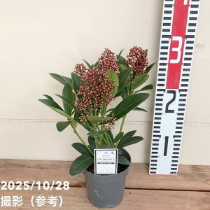 スキミア ルベラ 3号|花木04-PA