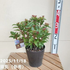 �r�o�[�i�� �e�B�k�X 5���b�Ԗ�04-PA