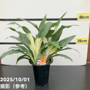 万年青(オモト)5.5号 あけぼのおもと 宗石|観葉10-TU