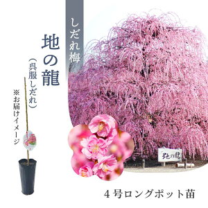 yʌz鎭̐X뉀 ~؁un̗ijvڂؕc 4O|bgc 1NcbԖ10-D1