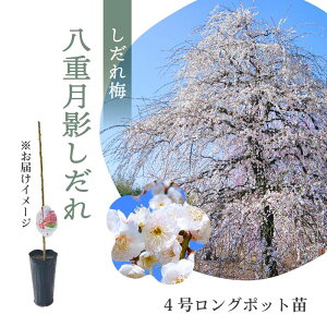 yʌz鎭̐X뉀 ~؁udevڂؕc 4O|bgc 1NcbԖ10-D1