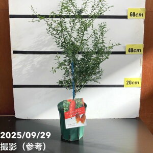 tBK[C 5OXbg gr[eB[bkbʎ10-TU