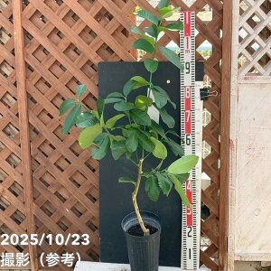 レモン ポンテローザ 5号ロングポット|柑橘|果樹04-PA