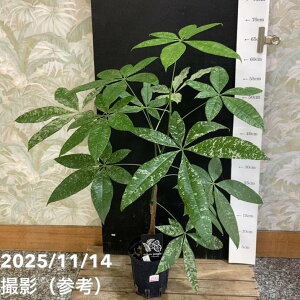 yi͂z pL Pachira glabra 'variegata'iSeedlingj4OXbgiUJ62jbϗt04-PA