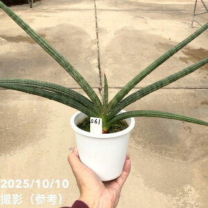 yi͂zTXxA 4 XpC_? vdliS61jbϗt02-D2