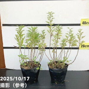 MiJYTMj5×2Zbg ͂10xꍇ܂Bb10-TN