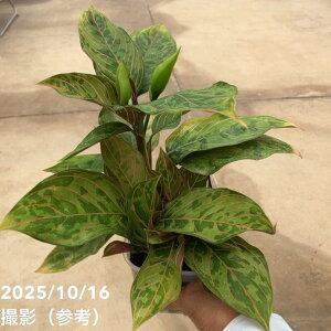 AOIl} bhA[~[ 3.5bϗt10-TU