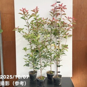 �O�d�J�i�� 5�� 4���Z�b�g�b�Ԗ�10-TU