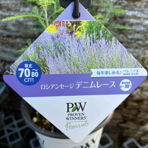 PW VAZ[W fj[X 11cmO|bg×2Zbgb04-PA