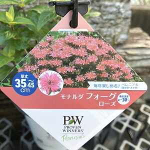 PW ���i���_ �t�H�[�O ���[�Y 11cm�����O�|�b�g×2���Z�b�g�b����04-PA