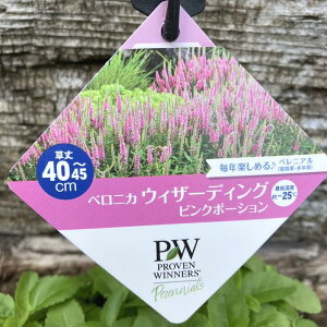 PW �x���j�J �E�B�U�[�f�B���O �s���N�|�[�V���� 11cm�����O�|�b�g×2���Z�b�g�b����04-PA