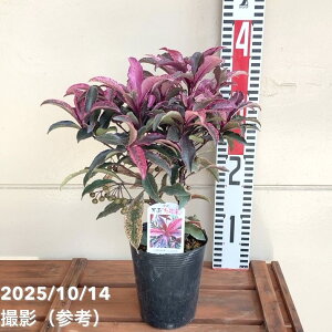 薜 }E gE 3.5 PVPbϗt04-PA