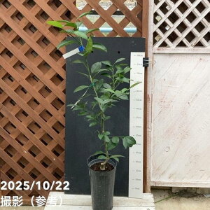 河内晩柑(かわちばんかん)5号ロングポット 2年生苗|柑橘|果樹04-PA