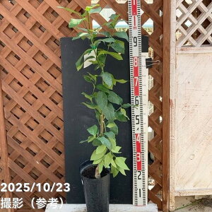  ˓ 5O|bg 2Ncbkbʎ04-PA