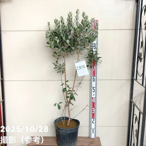 フェイジョア アポロ 7号|s200|果樹04-PA