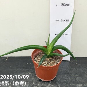 TXxA 3.5 oI_ Baodumbϗt02-D2