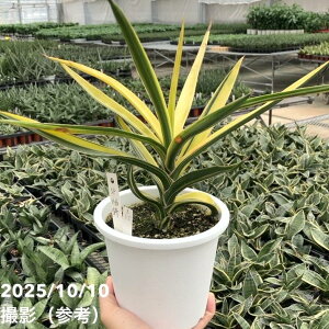 yi͂zTXxA 5 SP Hyb  劔 viS115jbϗt02-D2