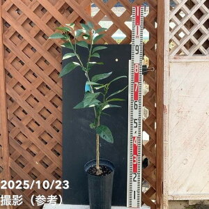 みかん 原口早生 5号ロングポット 2年生苗|柑橘|果樹04-PA