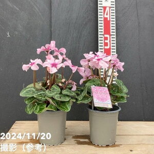 VN C[WA sNe 3ۃ|bg×2Zbgb04-PA