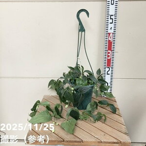 N}`Xi~炫jAXGVX 5݂蔫dāb10-TU