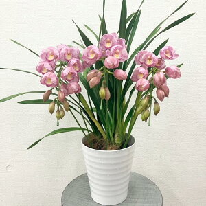 y\tzVrW[ sNn A[`d 3{ 7픫 2025N12肨͂\bs200bm10-TO