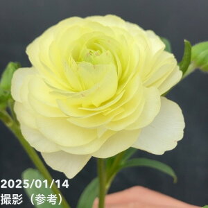 ���i���L�����X ���b�N�X�V���[�Y 3.5�`4�� �A�t���f�B�[�e�b����04-PA