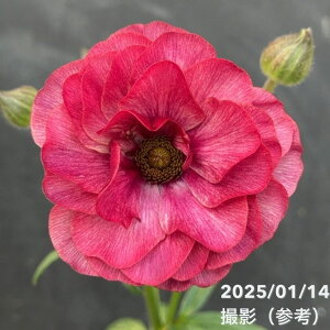 ���i���L�����X���b�N�X