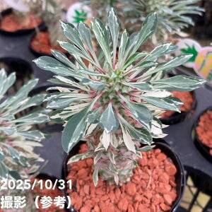 yԌXgA|Cg10{Iz[tHrA pCibvR[ "قق݃pC" 2.5bϗt10-TU