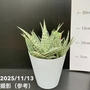 yԌXgA|Cg10{IzAG uU[h Aloe blizzard 4bϗt10-TU