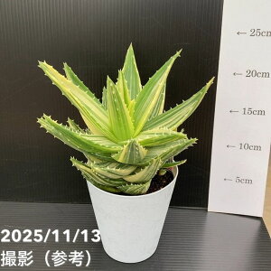 yԌXgA|Cg10{IzAG s Aloe nobilis variegata 4bϗt10-TU
