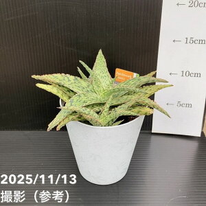 yԌXgA|Cg10{IzAG hyb 4bϗt10-TU