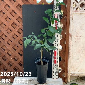 gQȂ}C[ 5O|bg 2Nbʎ04-PA