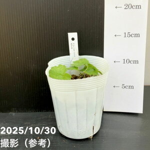 iLX hZV[Y 3.5 \g[b10-TU