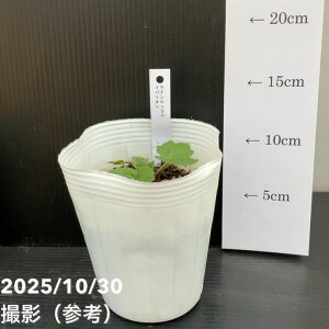 iLX hZV[Y 4 TZl CoIb10-TU