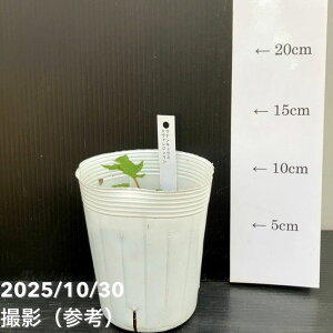 iLX hZV[Y 3.5 TZl G@WFb10-TU