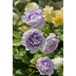 [̒ڃo J~[ 7 TEIGeBXvObVI PVPbs200bԖ04-PA